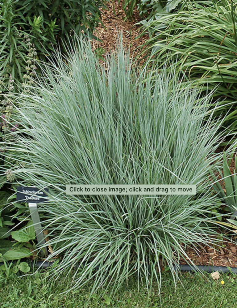 plantings with little blue stem grass